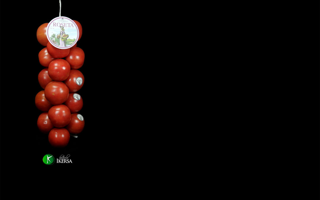 Hortícola Ikersa lider en tomates de colgar