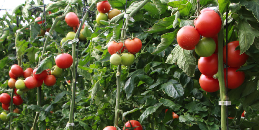 Empresa comercializadora de tomates aplica ya Lean